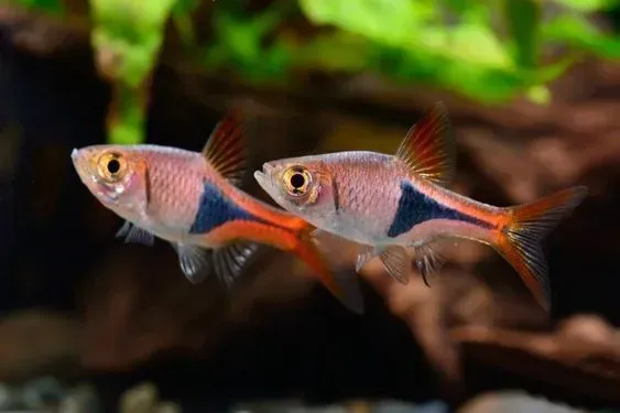 Imagem do Rasbora Arlequim